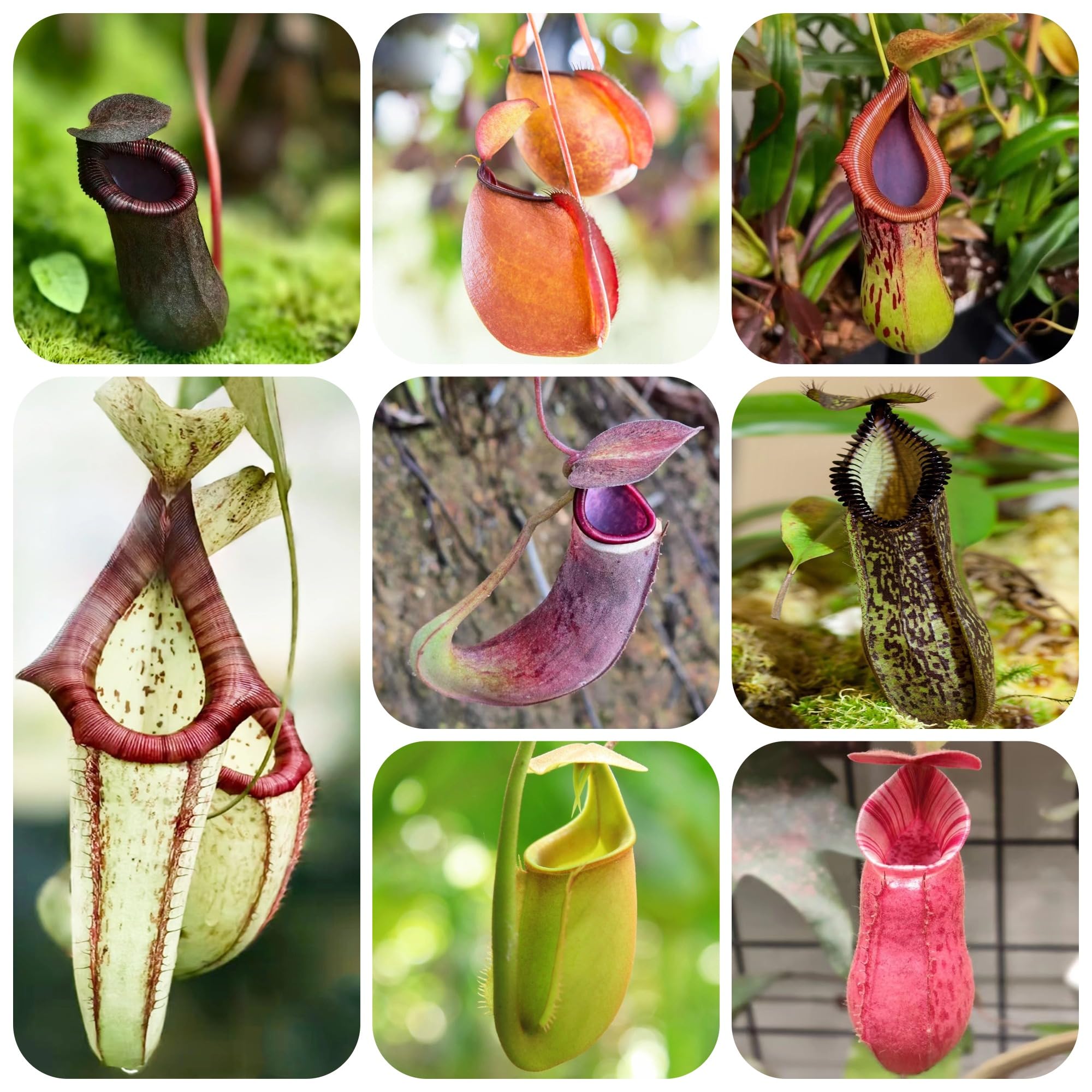 carnívora Nepenthes Decoraciones de jardín raras exteriores Carnívoro colgantes, decorativas balcones. de oficina hoja perenne jardín perennes 200semillas