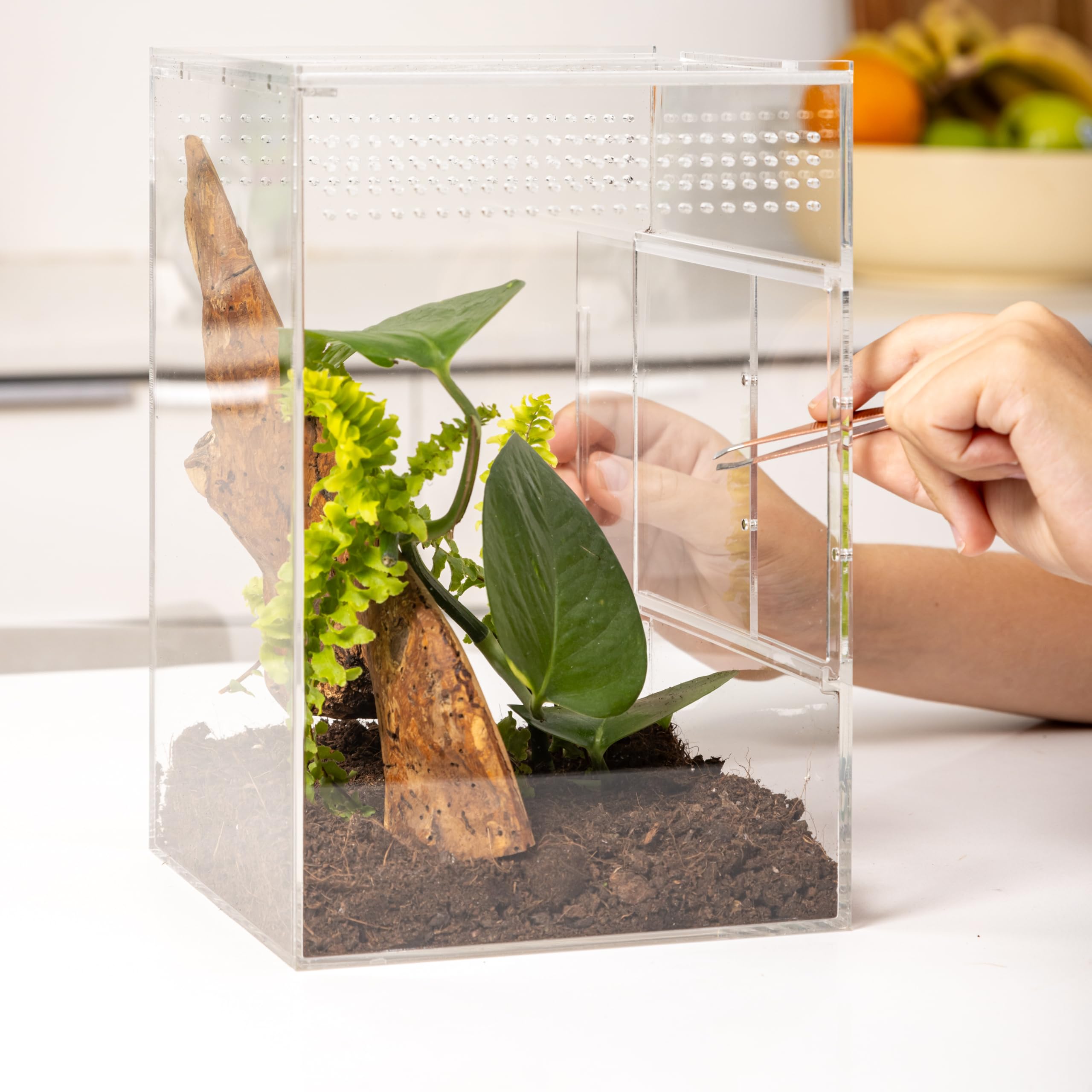Recinto de araña saltadora, hábitat de araña saltadora, Kit de terrario de araña, Accesorios de recinto de araña Saltando, Jaula de araña, terrario de Insectos, terrario de Insectos, hábitat de