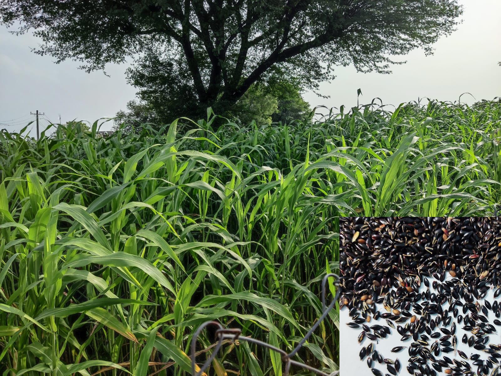 Super Napier Grass Seeds,Elephant Grass Seeds (Pack of 400gm Seeds)