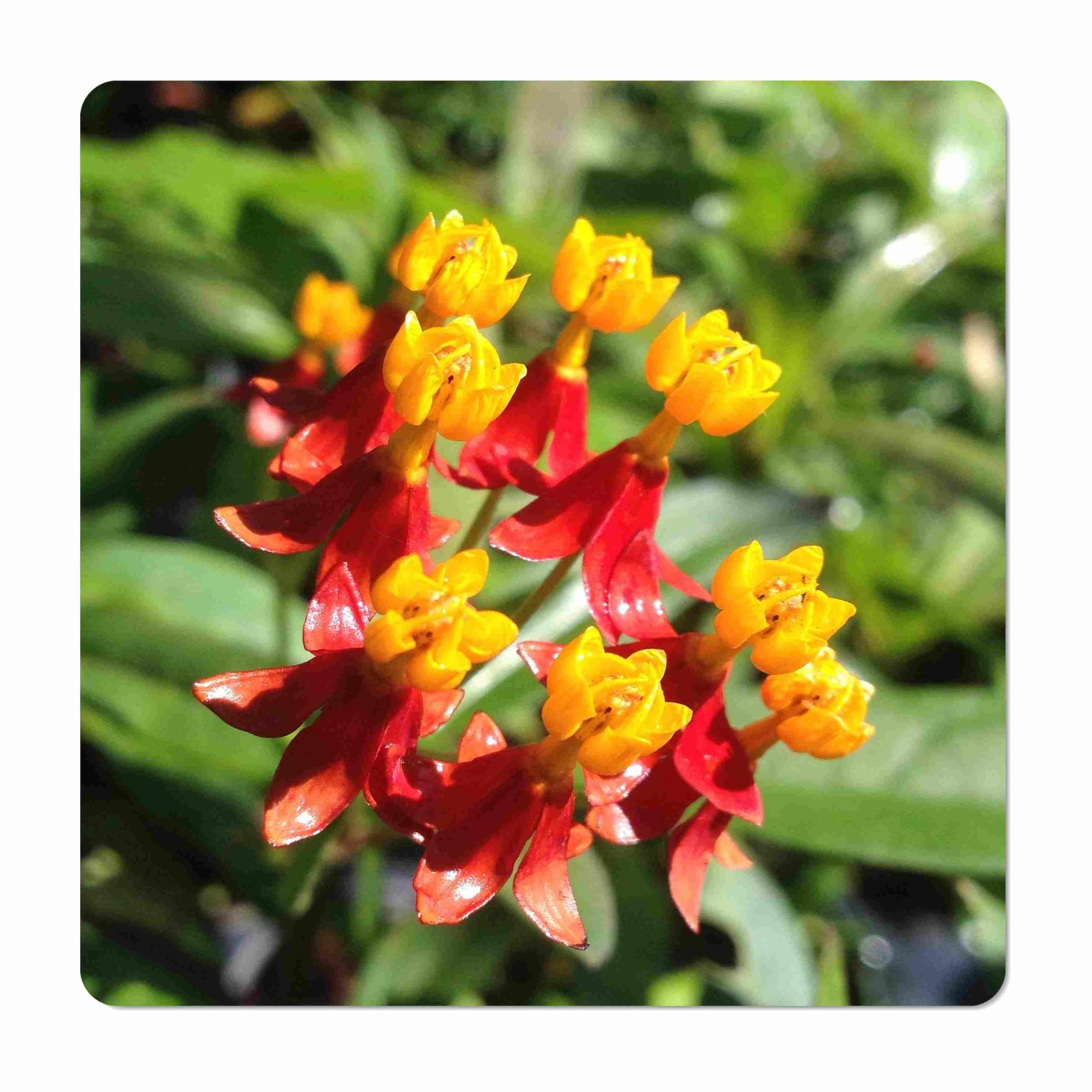 Emerald Goddess Gardens Tropical Milkweed