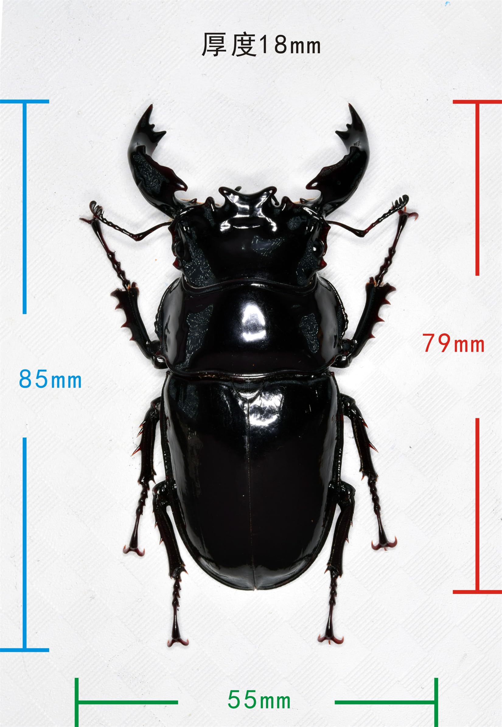 Amazon.co.jp: 涅槃 タランドゥスオオツヤクワガタ フィギュア 甲虫目