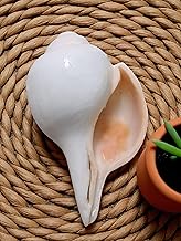 Divine Harmony: Jellybean Retails Vamavarti Natural Loud Blowing Shankh|Conch For Pooja (Size Guarantee - Quality Matters) (Super Jumbo (8.5-9 Inch))