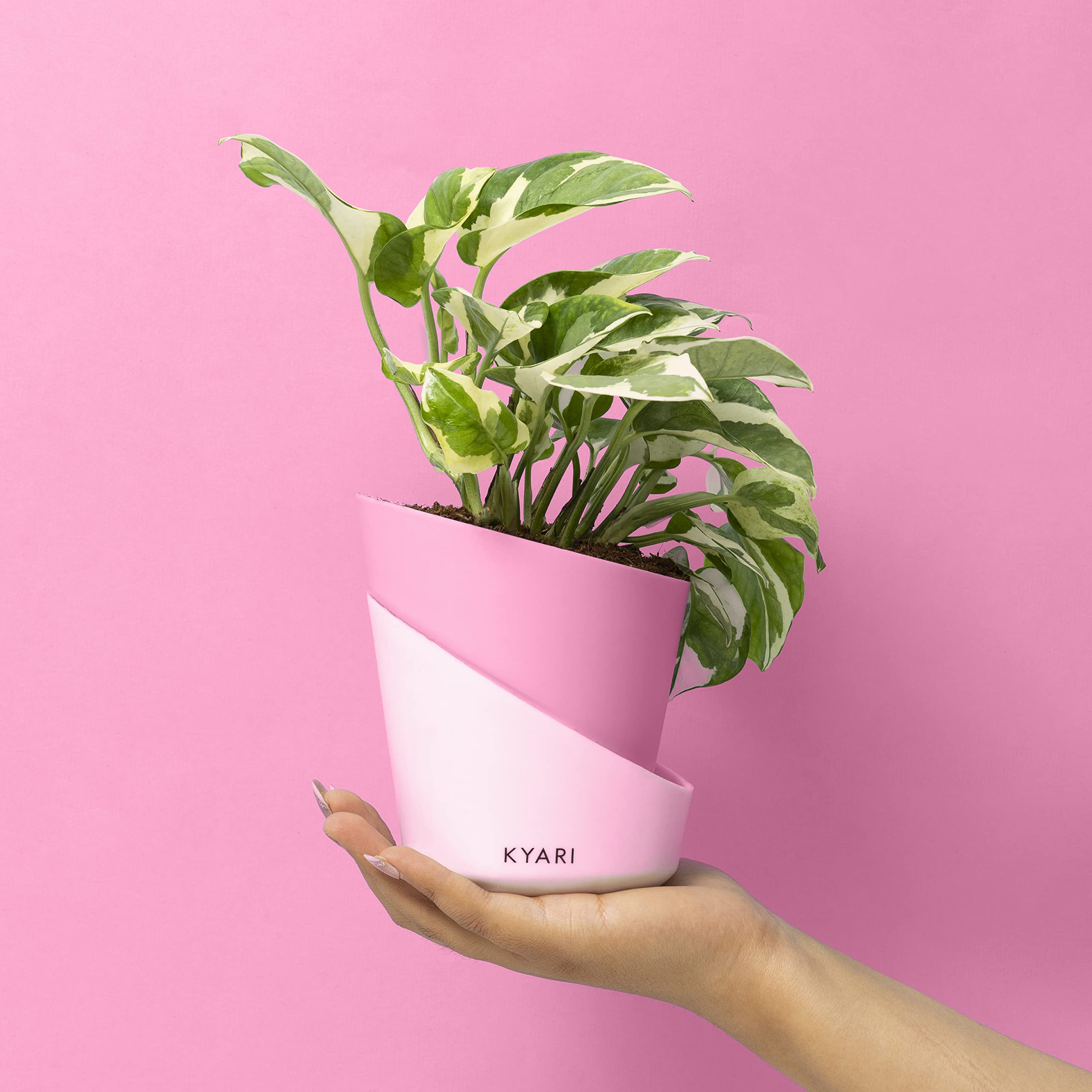 KYARI Money NJoy Indoor Plants for Living Room | Live Plants | Plants with Baby Pink Self Watering Pot for Home | Air purifier plants | Plants for Home Decor | Plants for Garden & bedroom (B0C1GWD4GX) Amazon Price History, Amazon Price Tracker