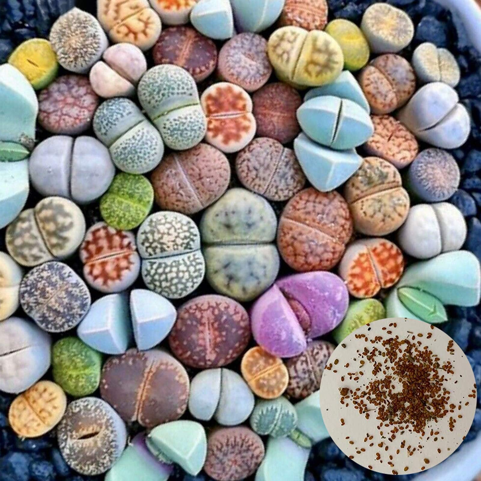 KOqwez33 Seeds Plant for Garden Decoration,100Pcs/Bag Seeds Living Ornamental Seed Rustic Succulent Seeds for Balcony - Succulent Seeds
