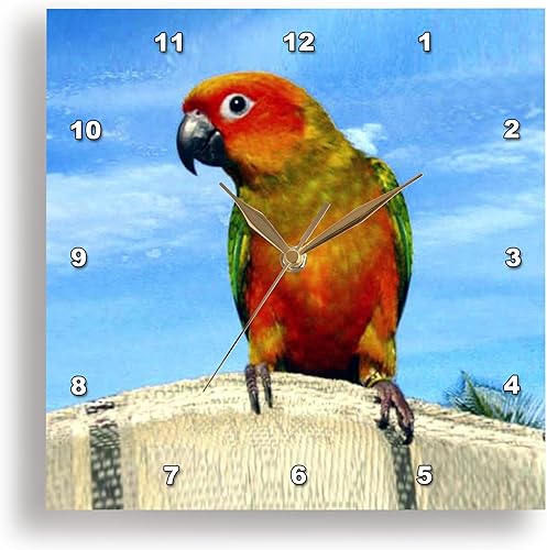 3dRose LLC Sun Conure - Reloj de pared (10.0 x 10.0 in)