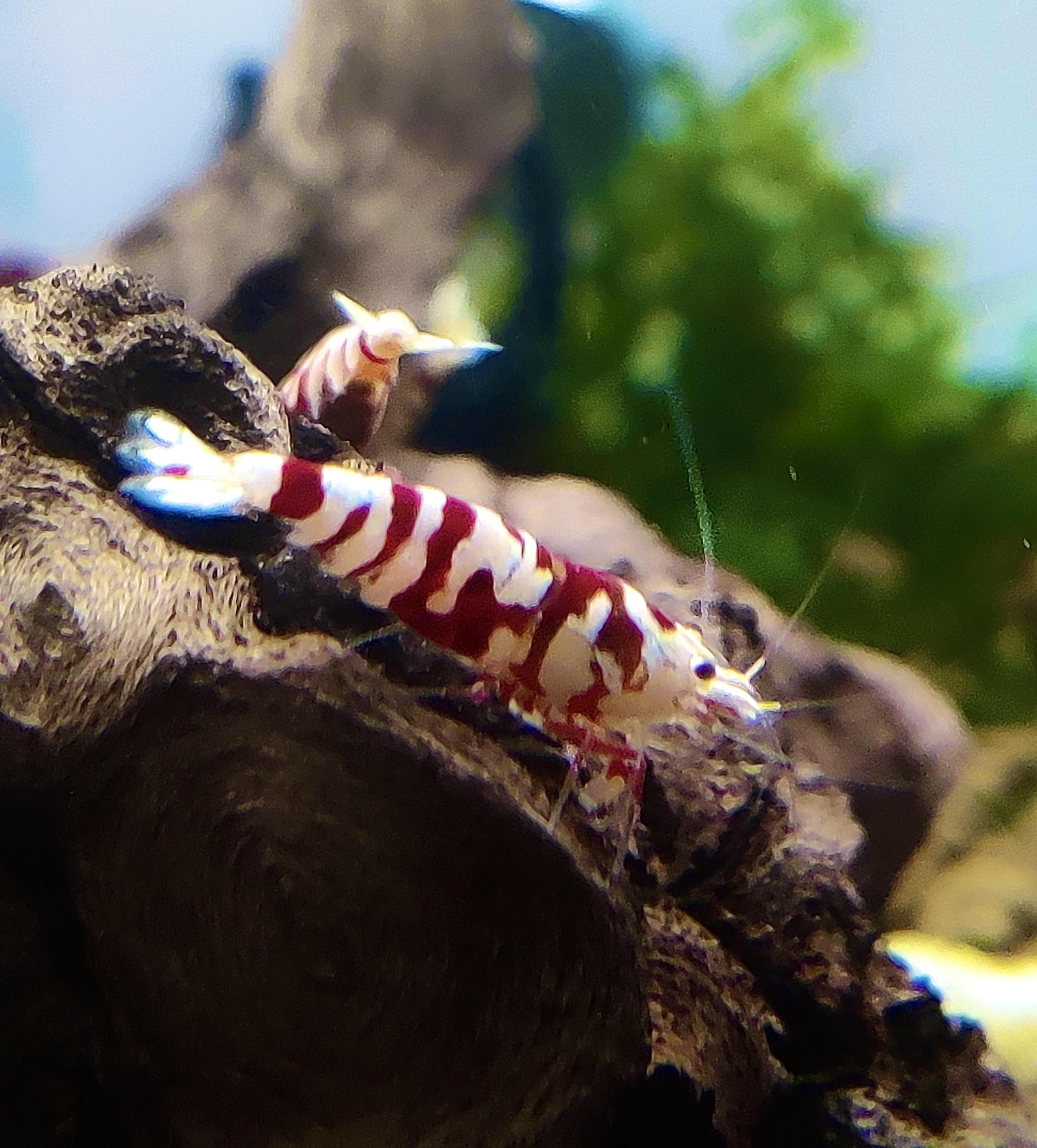 Garnelenglück - Red Fancy Tigergarnelen - Caridina - 5/10/20 Stück (20)