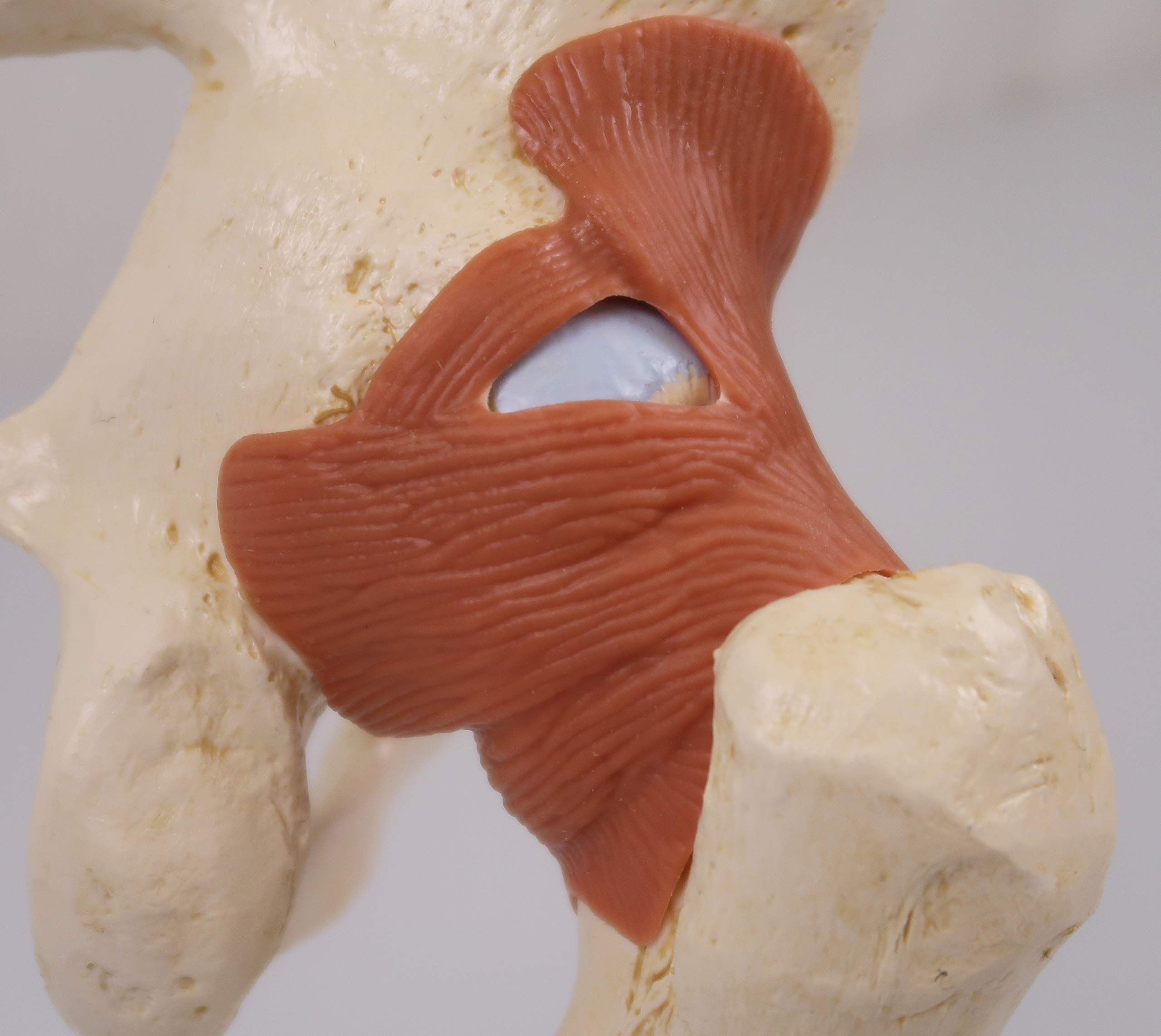 3B Scientific A81/1 Modello Funzionale di Lusso dell'Articolazione dell'Anca + software gratuito di anatomia - 3B Smart Anatomy