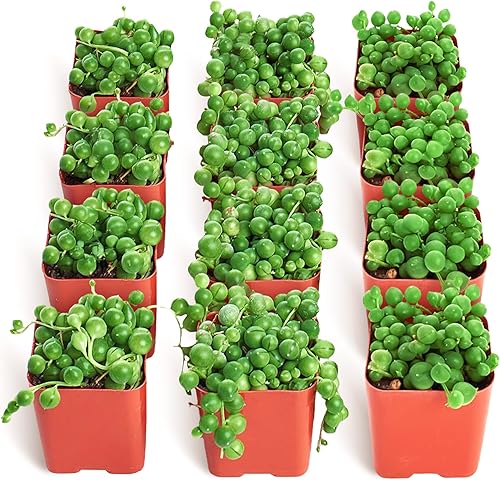 Shop Succulents String of Pearls - Maceta suculenta de 2 pulgadas, paquete de 12