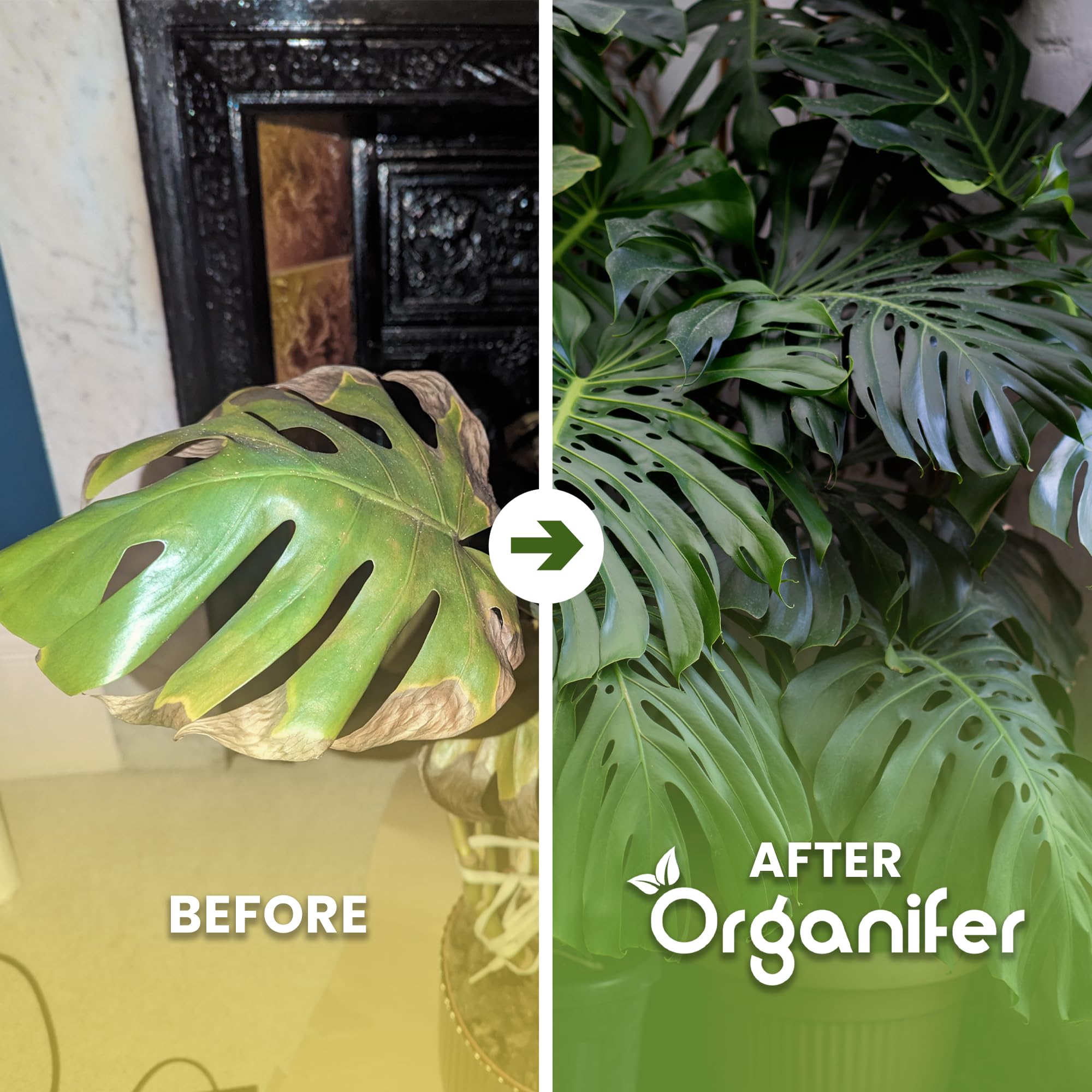 Monstera Flüssigdünger - 10L - NPK 3-4-3 | Flüssig-Pflanzendünger Für Große Zimmerpflanzen Und Dekorative Tropicals - Organifer