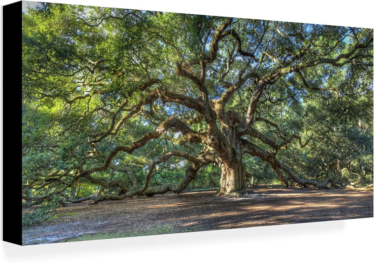 Wrapped Canvas Wall Art - Pierre Leclerc 'Angel Oak Charleston' Wall Art for Living Room, Bedroom, or Office Décor - 16x32