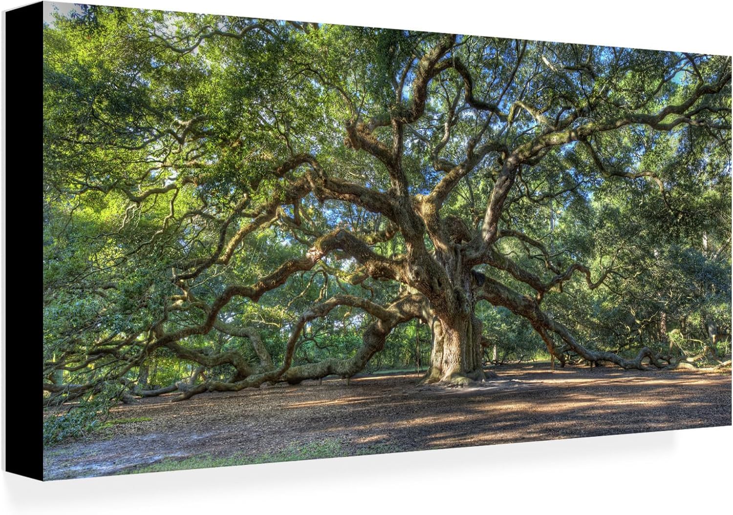 Wrapped Canvas Wall Art - Pierre Leclerc 'Angel Oak Charleston' Wall Art for Living Room, Bedroom, or Office Décor - 16x32