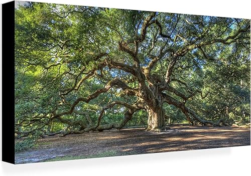 Trademark Fine Art Angel Oak Charleston por Pierre Leclerc - Lienzo decorativo para pared, 16 x 32 pulgadas