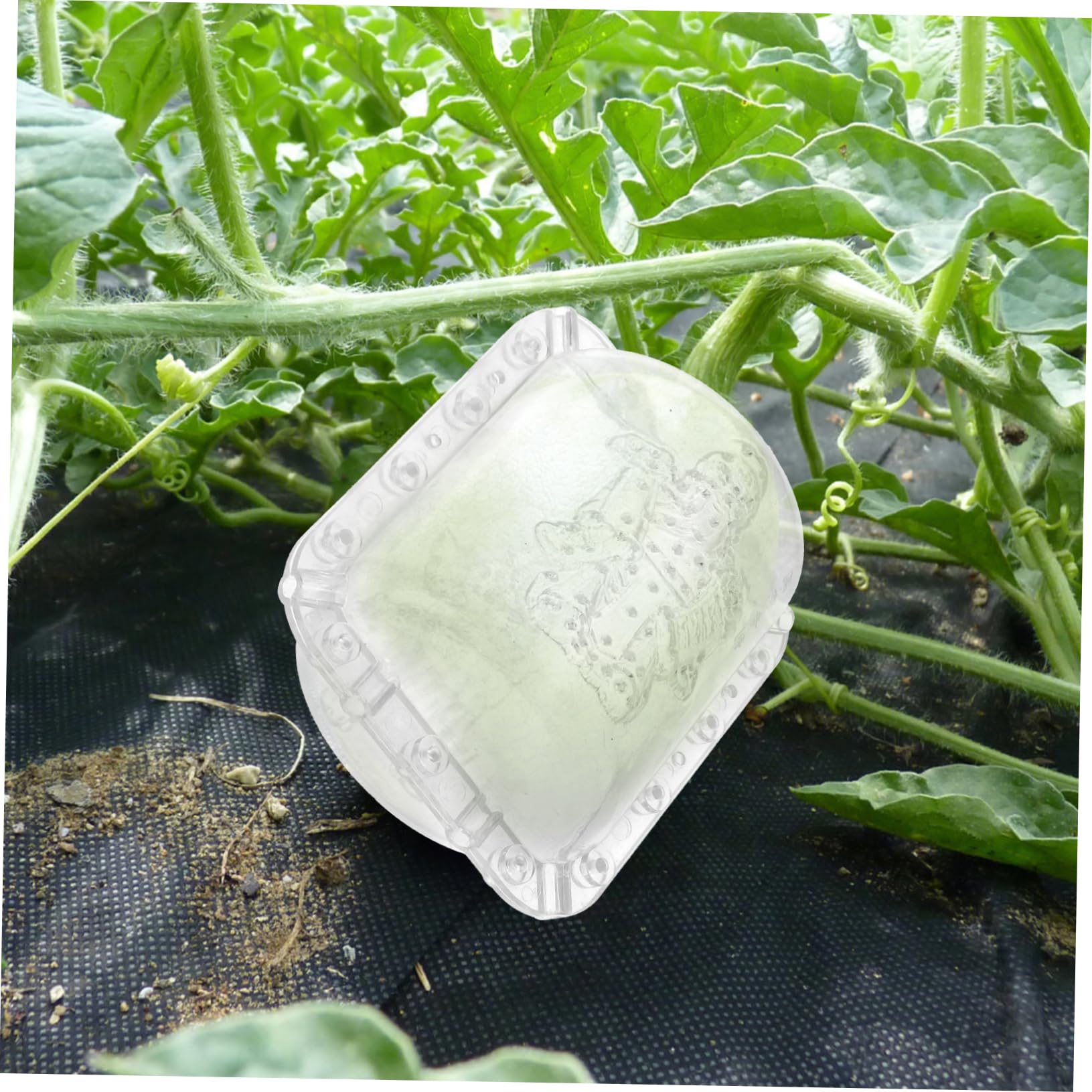 2 Moldes Transparentes Para Dar Forma A Frutas - Para Sandías, Melones, Calabazas, DIY Jardín