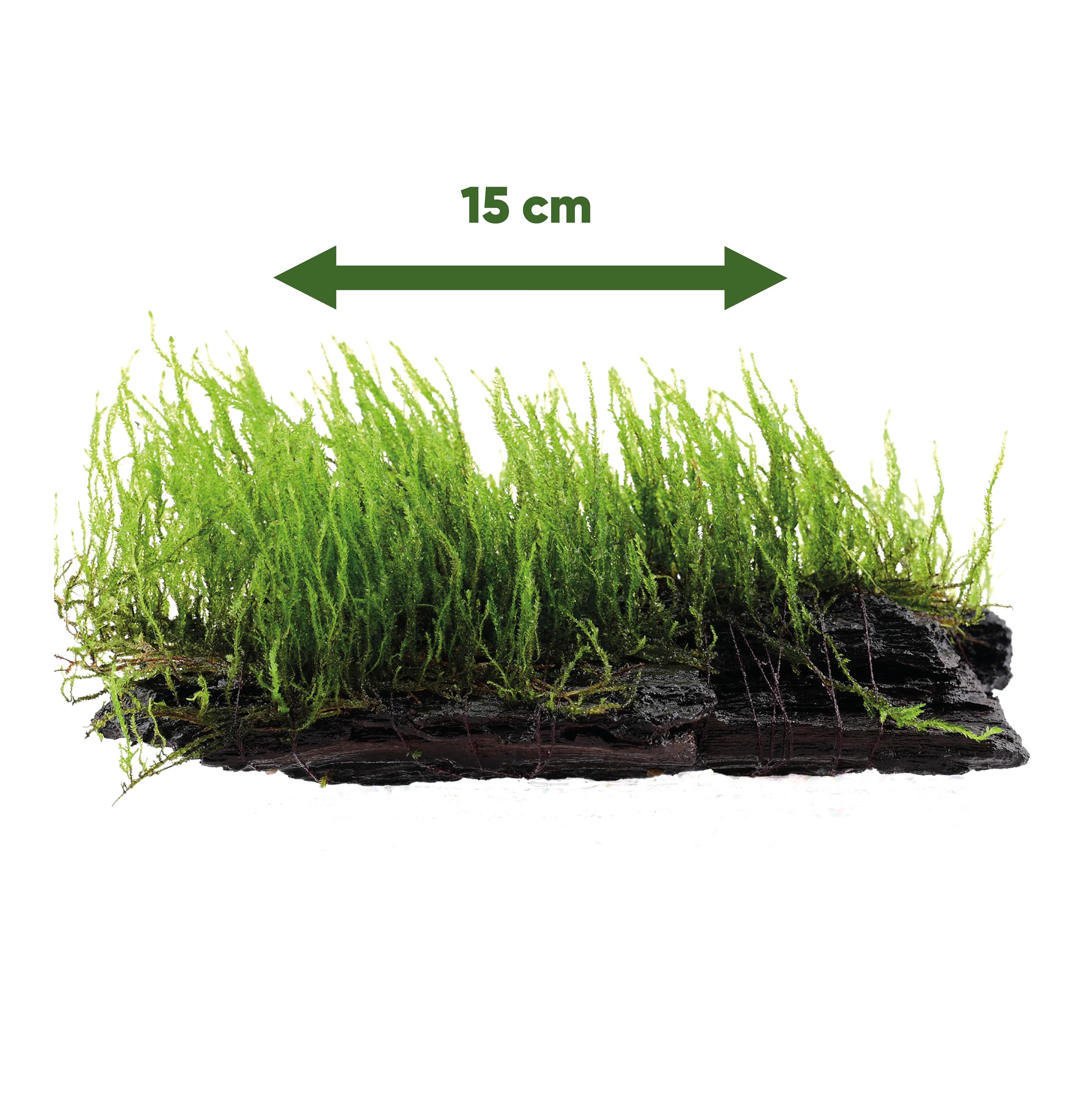 AquaBreedingSkill Mousse Taxiphyllum sp. sur racine ~15 cm – mousse d’aquarium vivante déjà enracinée, décoration naturelle prête à l’emploi pour aquarium d’eau douce