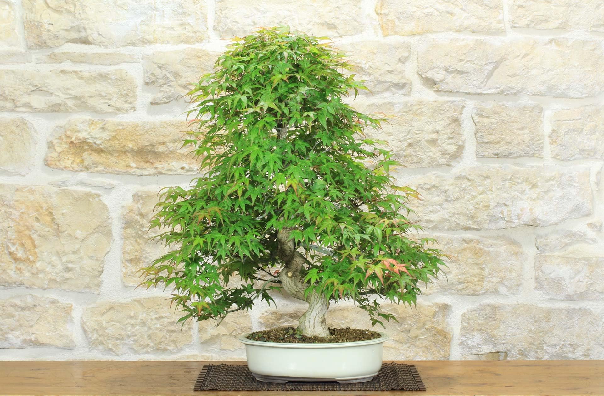 Bonsai di Acero Palmato Yamamomiji (12)