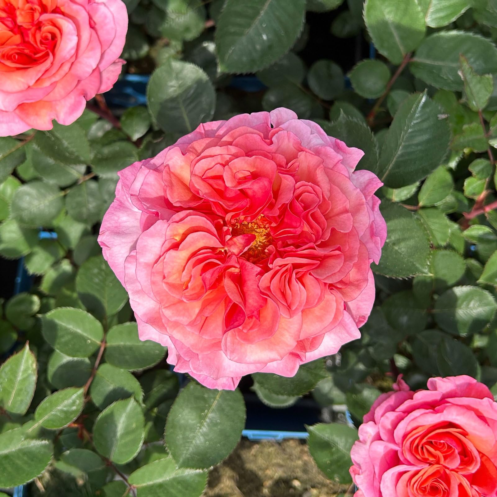 Stammrose 'Käthchen von Heilbronn'®, Edelrose, Stammhöhe 60cm, Topf 7,5 Liter
