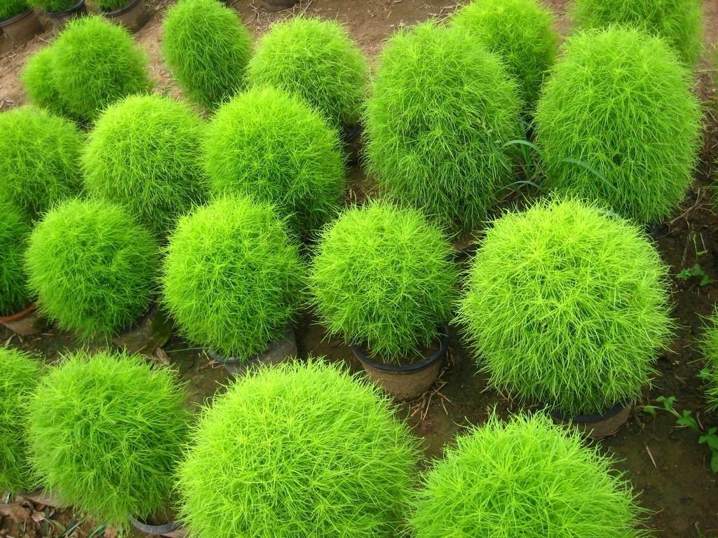 Creative Farmer Bushy Plant Seeds Burning Bush - Grass Seeds Grass Seeds For Gardening 100 Seeds Kitchen Garden Seeds Pack (B078R6BTMJ) Amazon Price History, Amazon Price Tracker