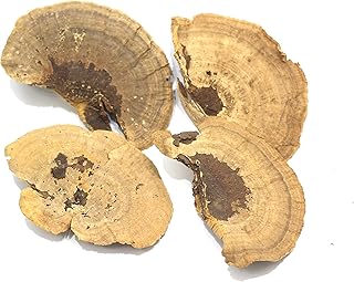 BD Crafts Dried Mushroom 5 to 6 inches - Pack of 4. for Decorative use only not for Food Consumption.