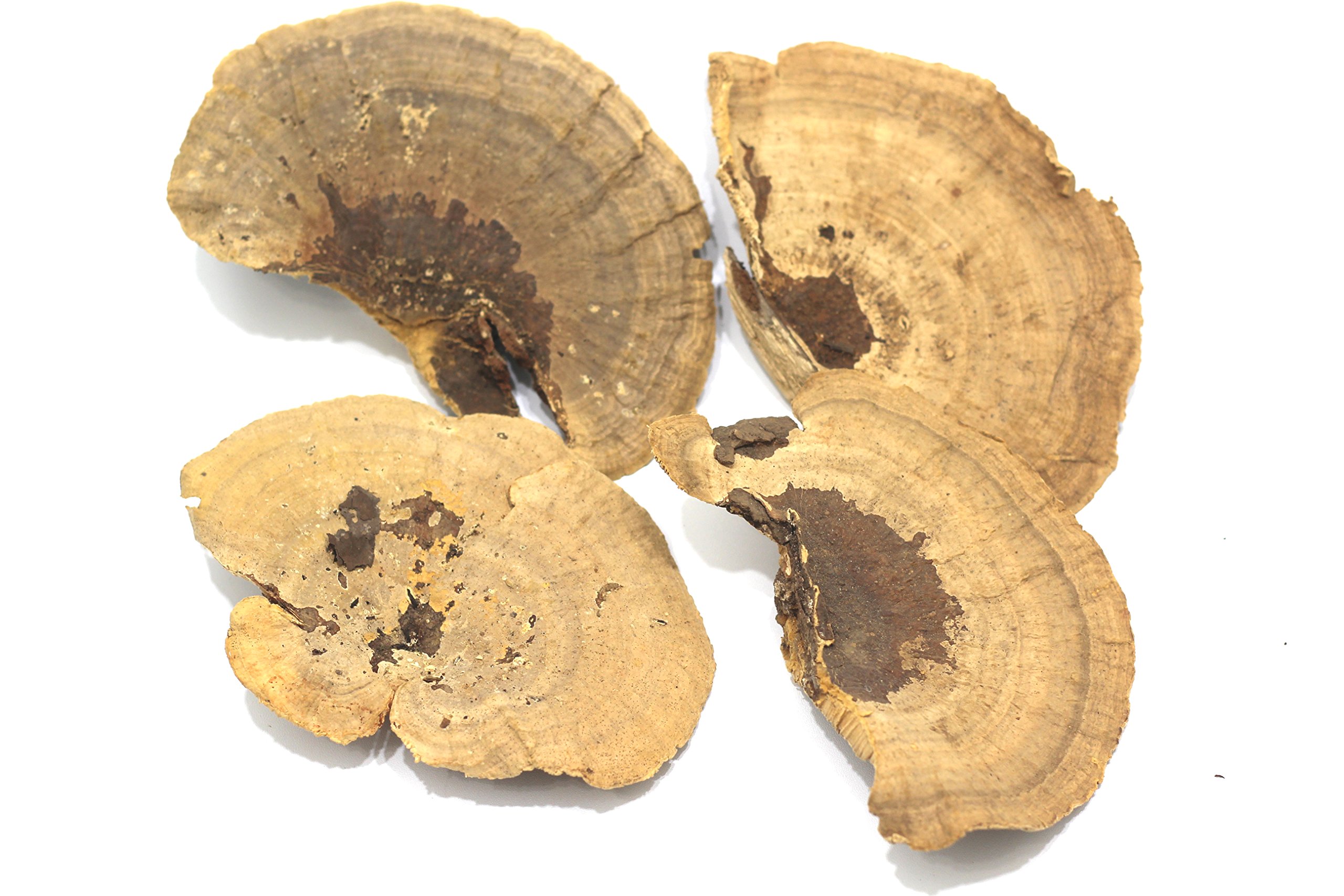 Dried Mushroom 5 to 6 inches - Pack of 4. for Decorative use only not for Food Consumption.