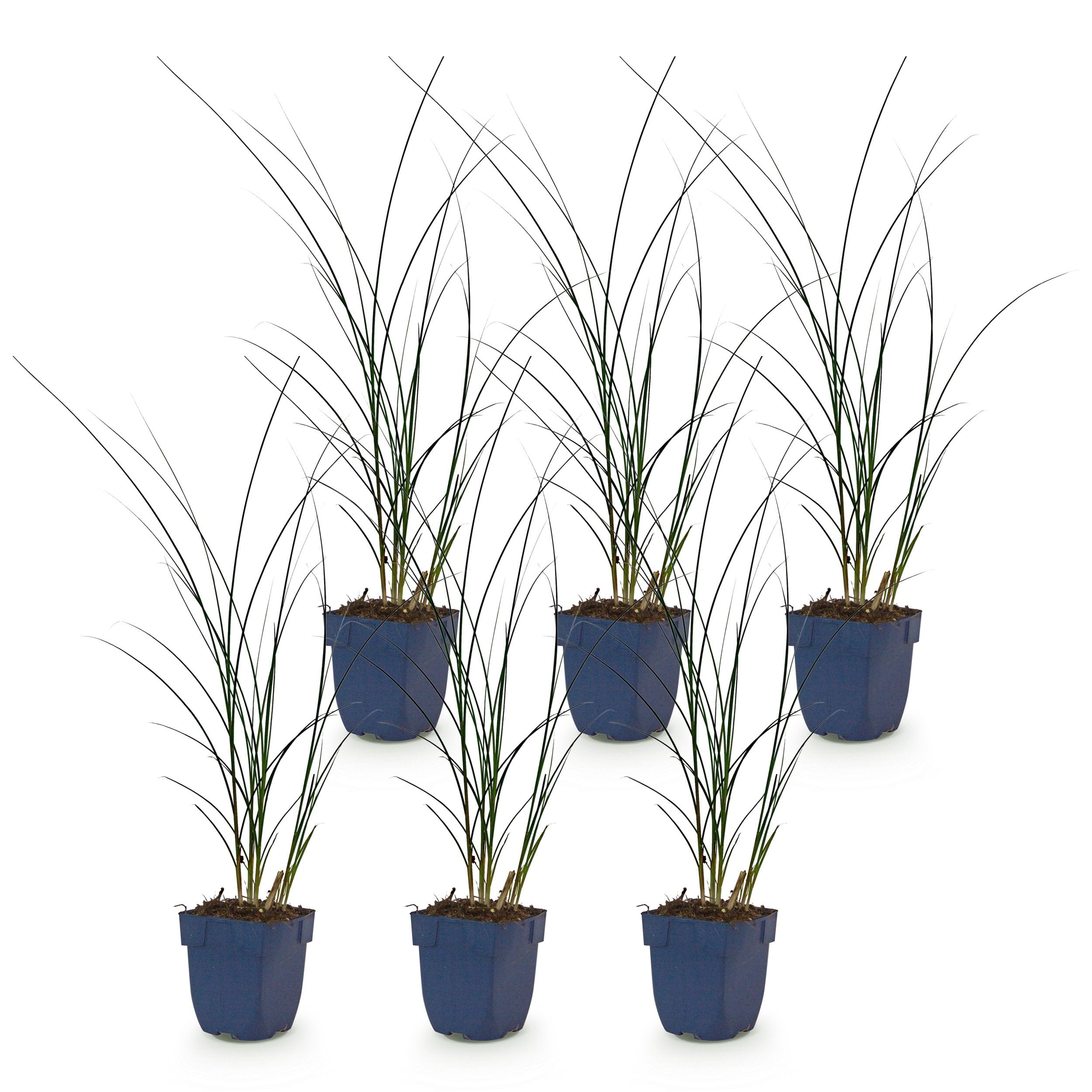 Miscanthus sin. Gracillimus – trawa pampusowa – z kłosami – zielona – 6 roślin - 15-25cm - Ø11cm - Roślina ogrodowa
