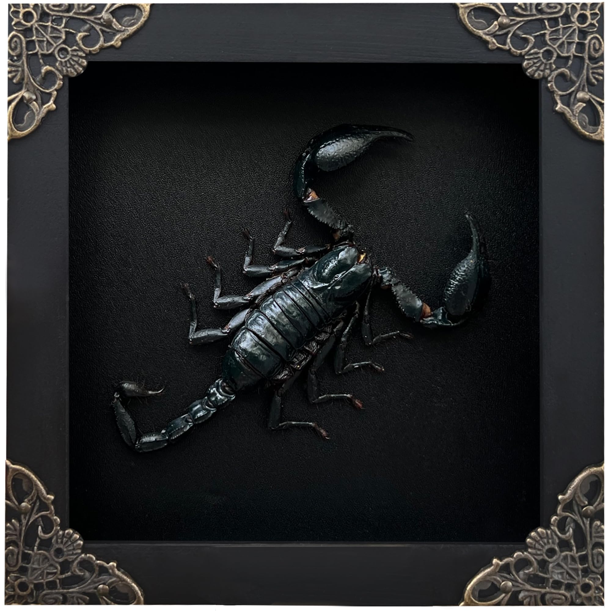 VINADECOR Real Scorpion Black Framed Dried Beetle Shadow Box Entomology Wooden Insect Handmade Taxidermy Wall Art Decor Decoration Tabletop Living Home K14-51-DE