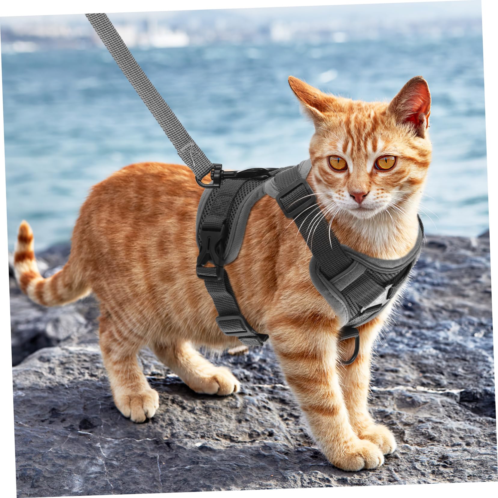 INOOMP 5pièces pour Chiens Et Chats Réfléchissant Gilet Confortable Et Ajustable pour Promenade Extérieur Modèle Maille Respirante Et Securisée