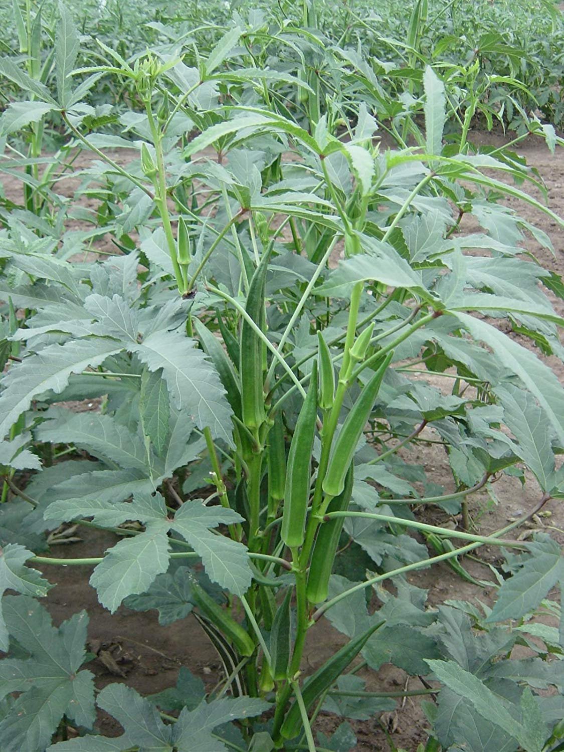 GREEN WORLD Okra - ARKA ANAMIKA Okra/BHINDI/Lady Finger Seeds (50 Grams Seeds) (B07QF89PQH) Amazon Price History, Amazon Price Tracker