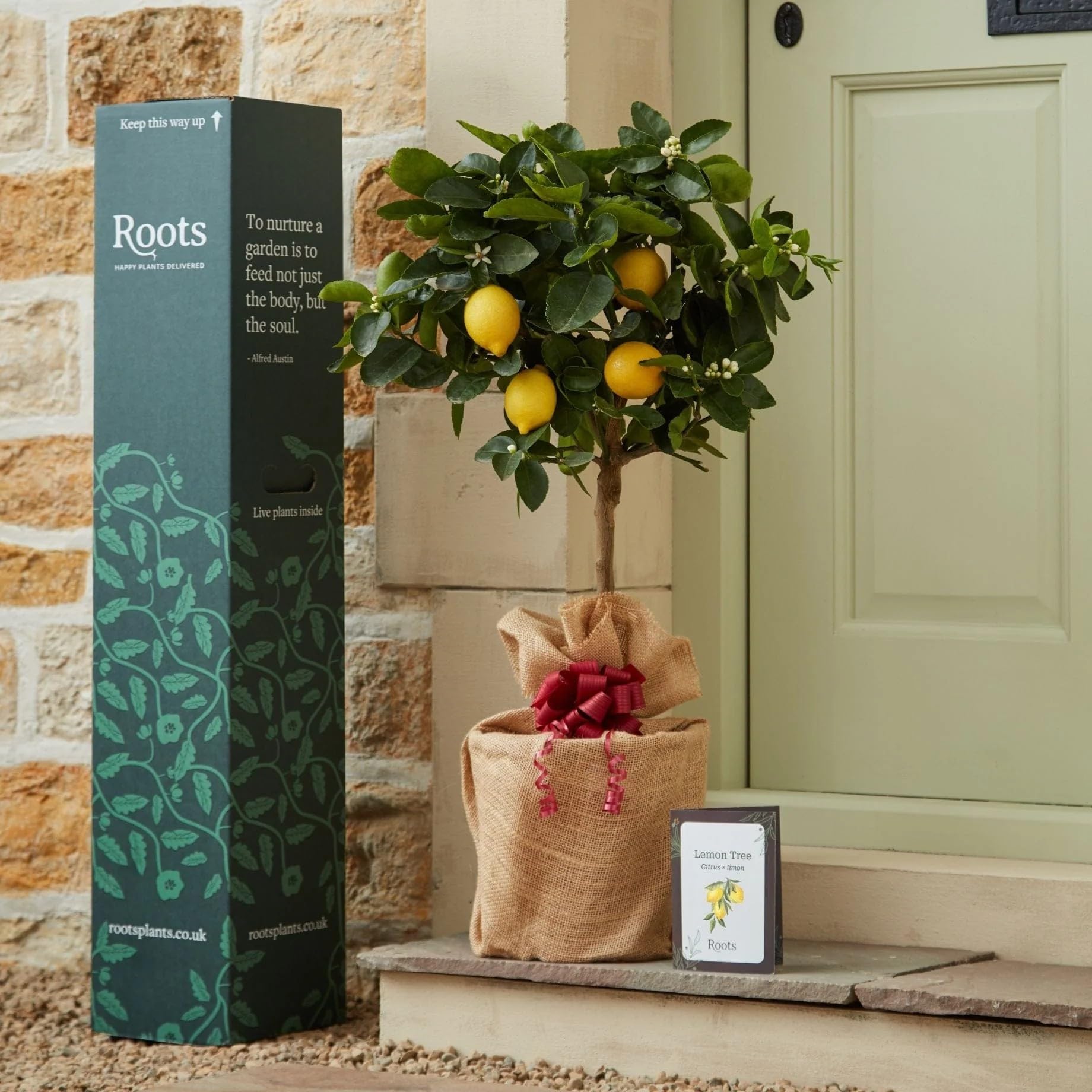 Roots Plants Gift Wrapped Grafted Patio Lemon Tree – 4 Seasons Citrus Plant, Live Everbearing Fruit Tree for Garden, Balcony & Indoor Conservatory, Year-Round Sweet Blossom & Juicy Lemons