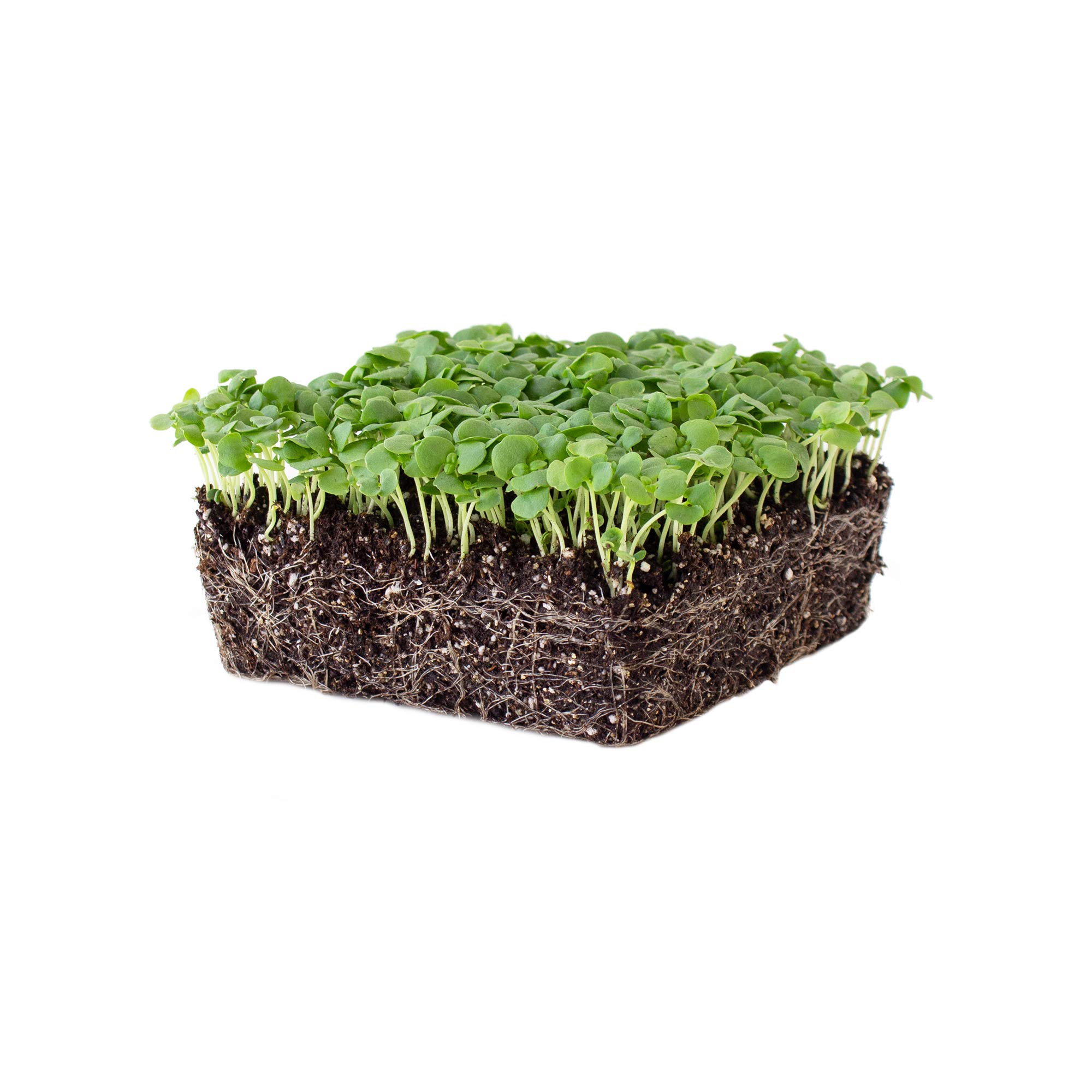 Mountain Valley Genovese Basil Microgreens Seeds