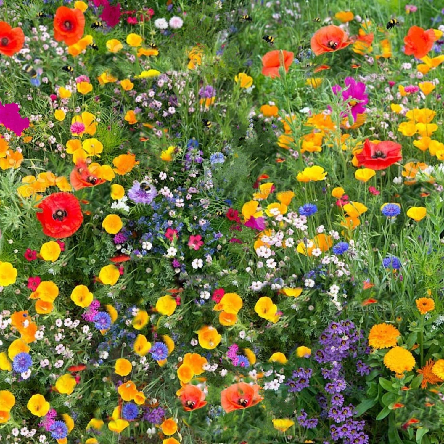 250g UK Wildflower Seeds Mix - Pure Poppy Flowers for Bees & Butterflies - Annual Meadow with California Poppy - No Grass