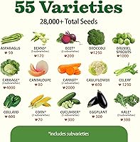 Vista 336 de HOME GROWN Más de 1000 semillas de cilantro para plantar en interiores o exteriores, hierbas tradicionales sin OMG, semillas de plantas de cilantro