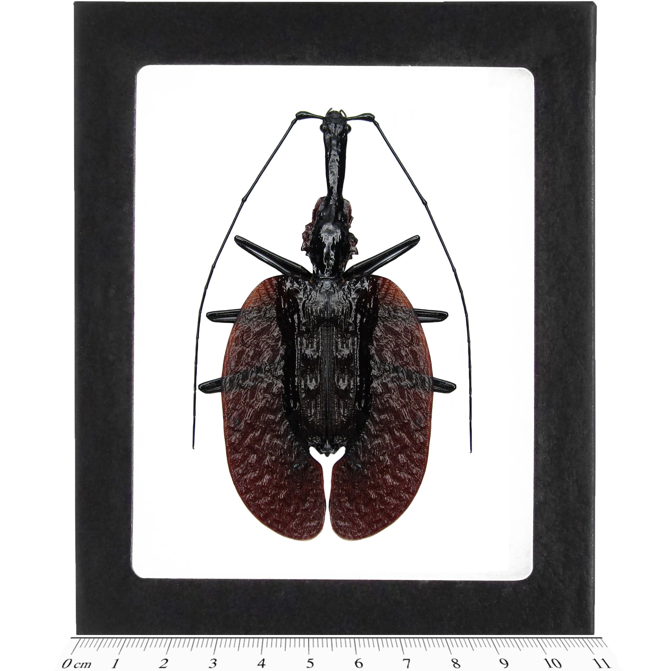 BicBugs Mormolyce phyllodes REAL FRAMED VIOLIN GUITAR BANJO BEETLE INDONESIA