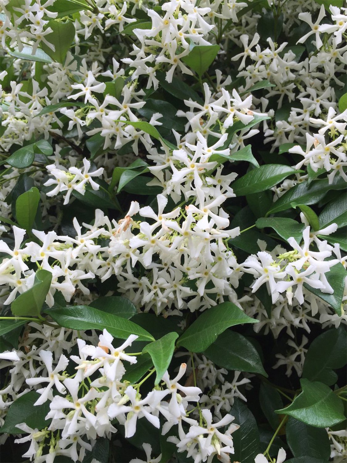 Jasmine♪❤️ Amazon.com : 2 Jasmine Flower Plants Indoor Live, 4 to 6 Inc