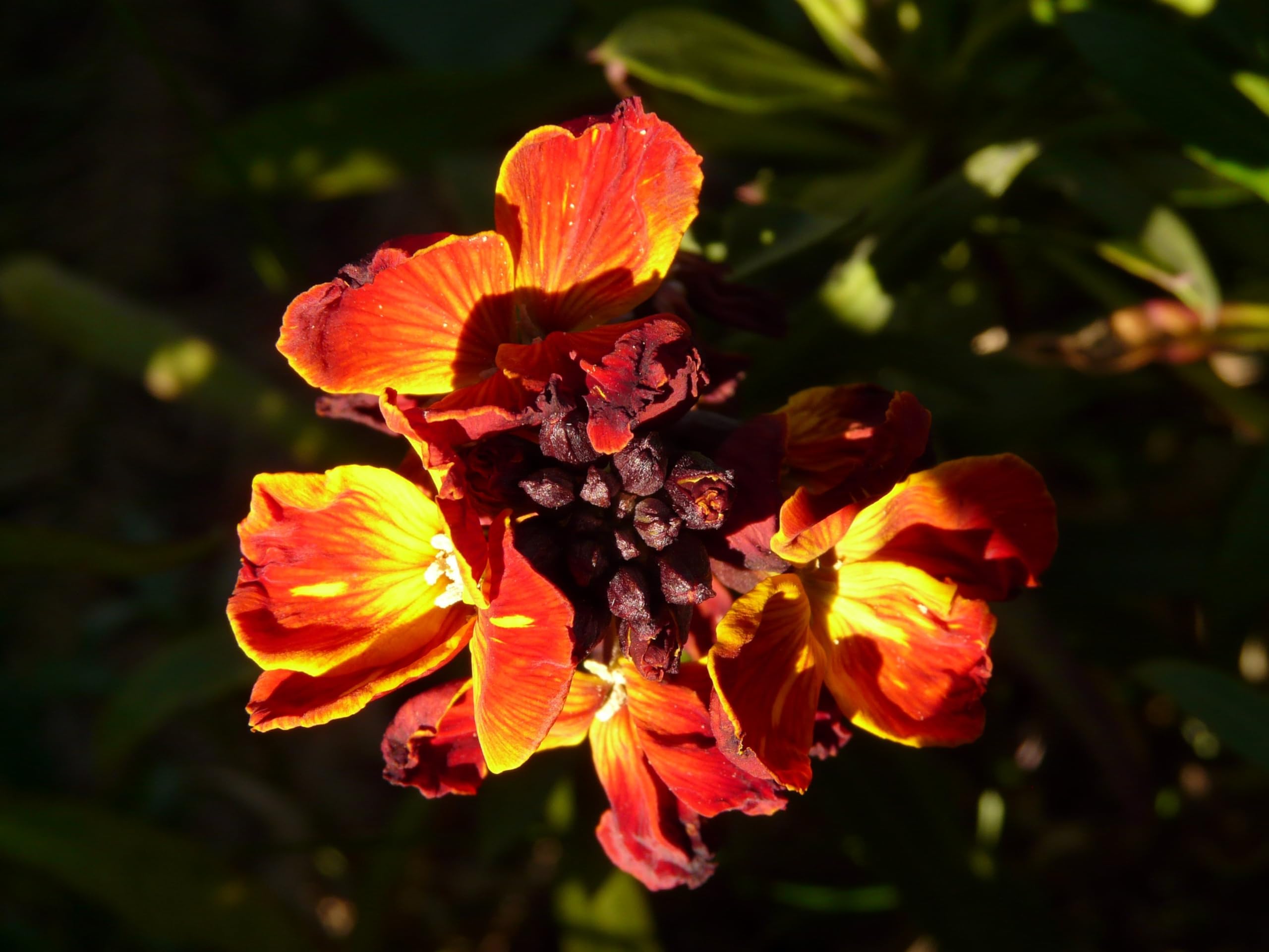 Goldlack (Cheiranthus cheiri) Samen. Heilpflanze, Duftpflanze, Mauerblume (20000 Samen = 22,0g)
