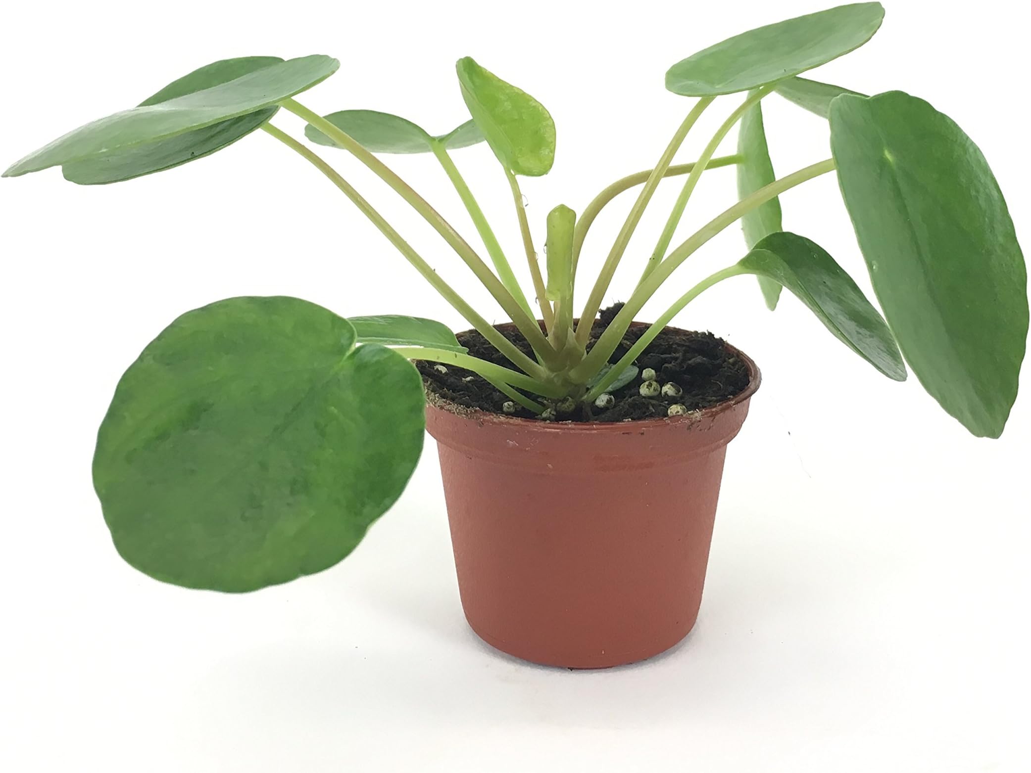 Pilea peperomioides (2" Pot) (Chinese Money Plant/Pancake Plant/UFO Plant)