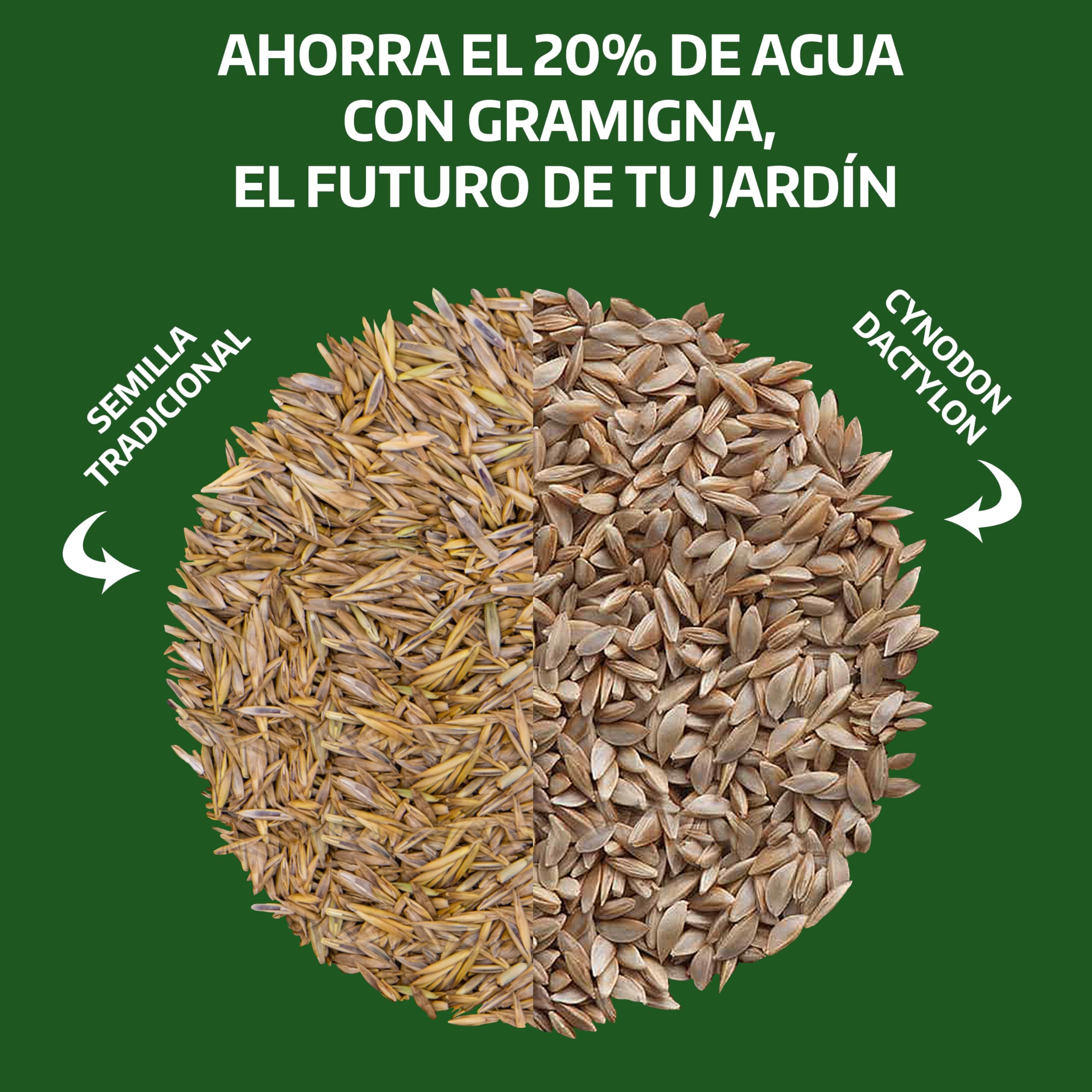 LERAVA Semillas césped grama gruesa (200 g) - Para 20 m² - Césped pisable y resistente a la sequía - Ideal para zonas mediterráneas y cálidas - Consume hasta un 20% menos de agua — view 6