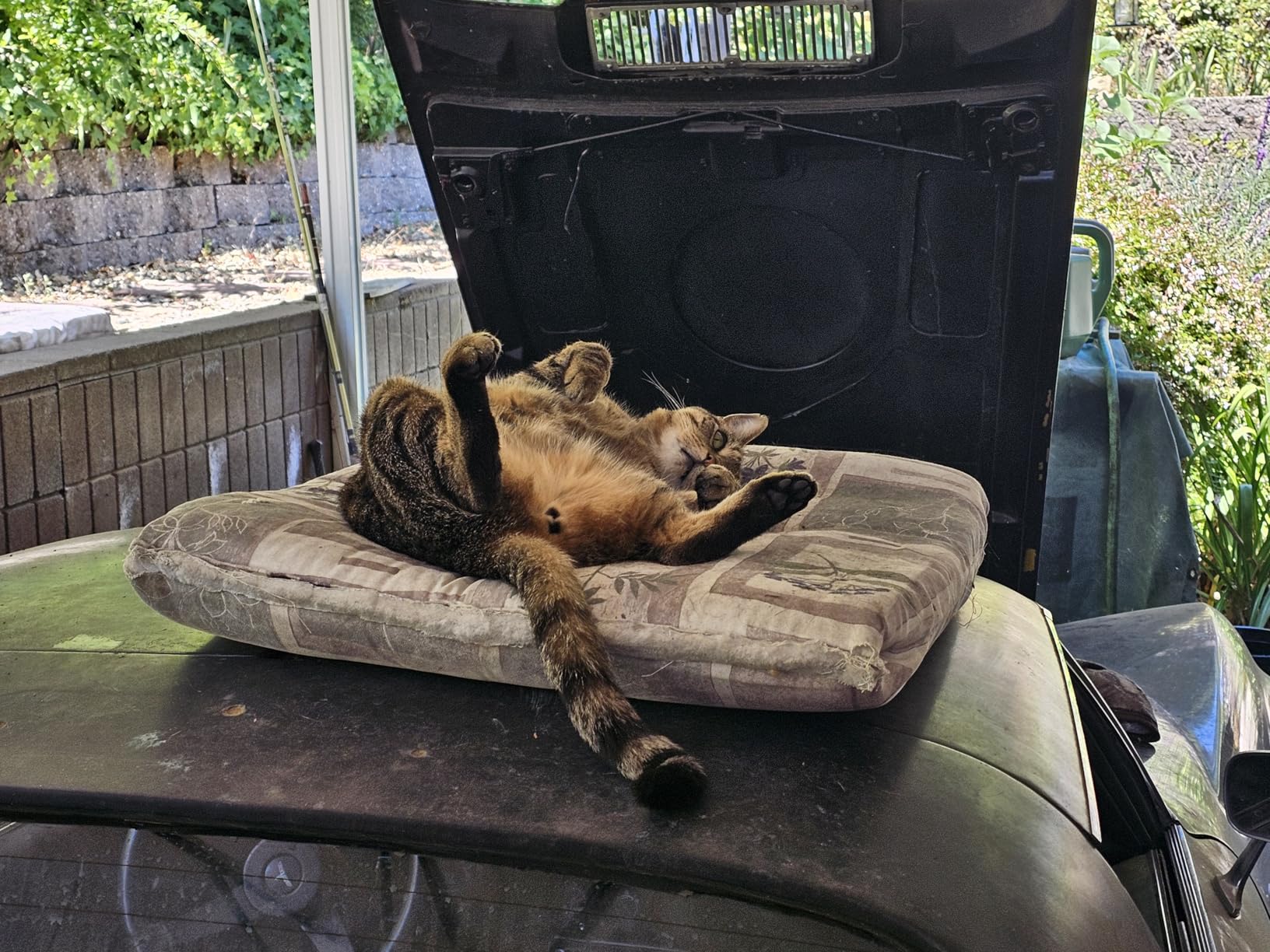 INABA Churu Cat Treats, Grain-Free, Lickable, Squeezable Creamy Purée Cat Treat/Topper with Vitamin E & Taurine, 0.5 Ounces Each Tube, 50 Tubes, Tuna & Chicken Variety photo review