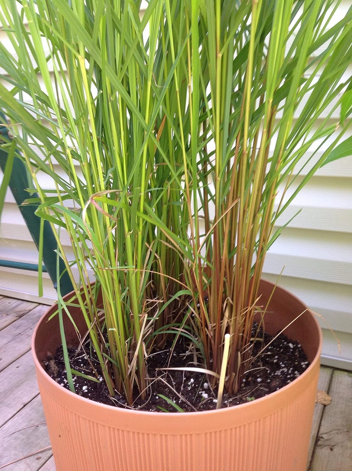 Live Lemongrass plant with beautiful 4inch black pot (B0CSDV8GM2) Amazon Price History, Amazon Price Tracker