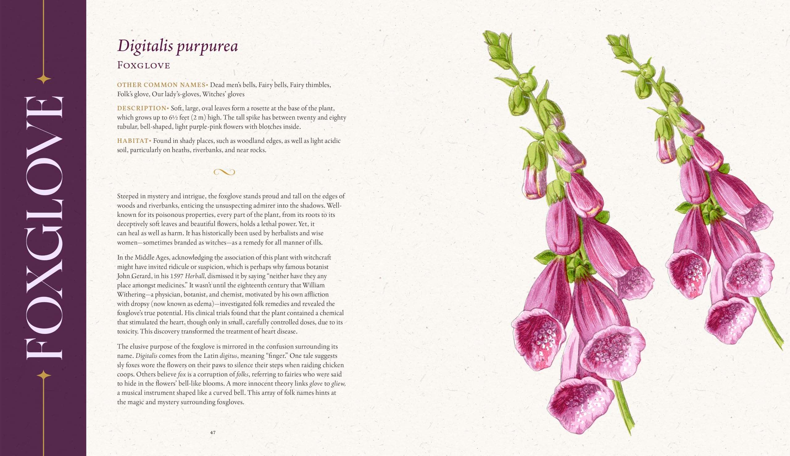 The Folklore of Wildflowers: Stories and History in Bloom