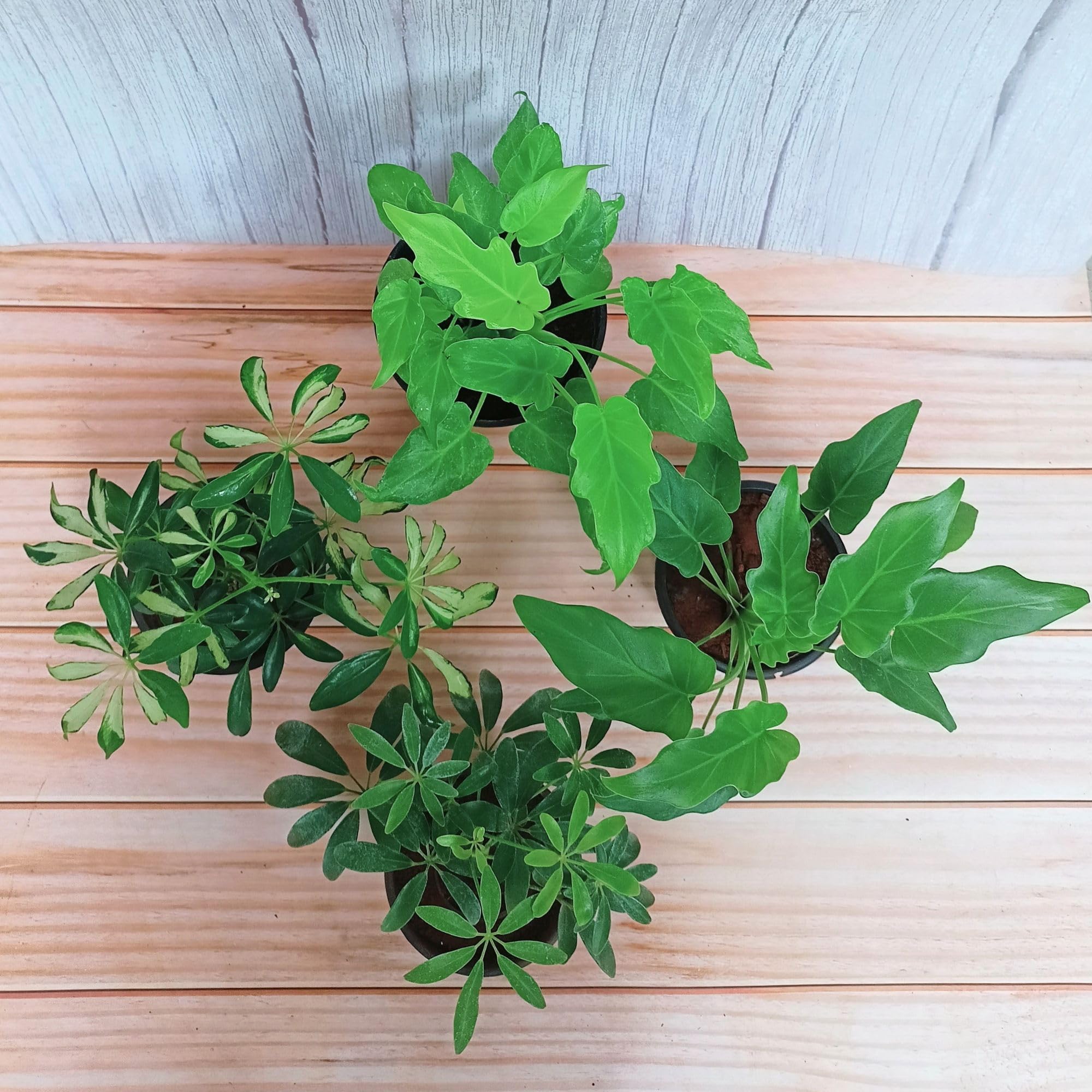 Rolling Nature Combo Assorted Set of 4 Exotic Plant it Yourself (PIY) Plants | Schefflera Variegated & Green, Philodendron Xanadu Golden & Green | Indoor Plants for Living Room (B0D6KSN51P) Amazon Price History, Amazon Price Tracker