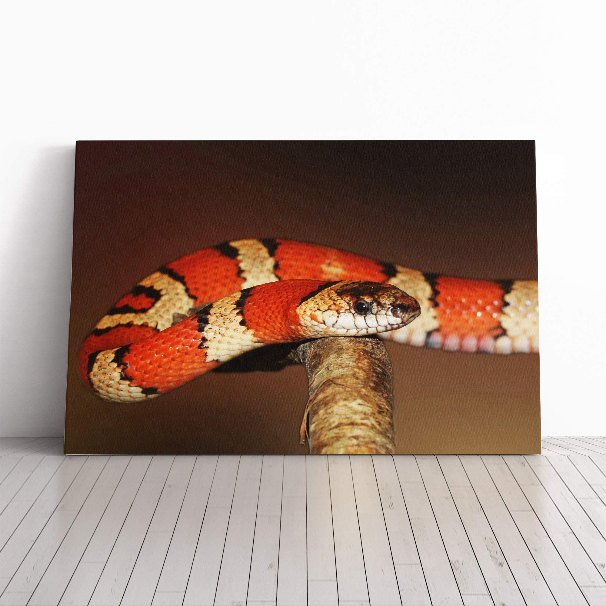King Snake Canvas Print | Gallery Wrapped 30mm Frame Wall Art | 24x16 inches | Ready to Hang | Modern Animals Picture | Living Room Bedroom Lounge Office