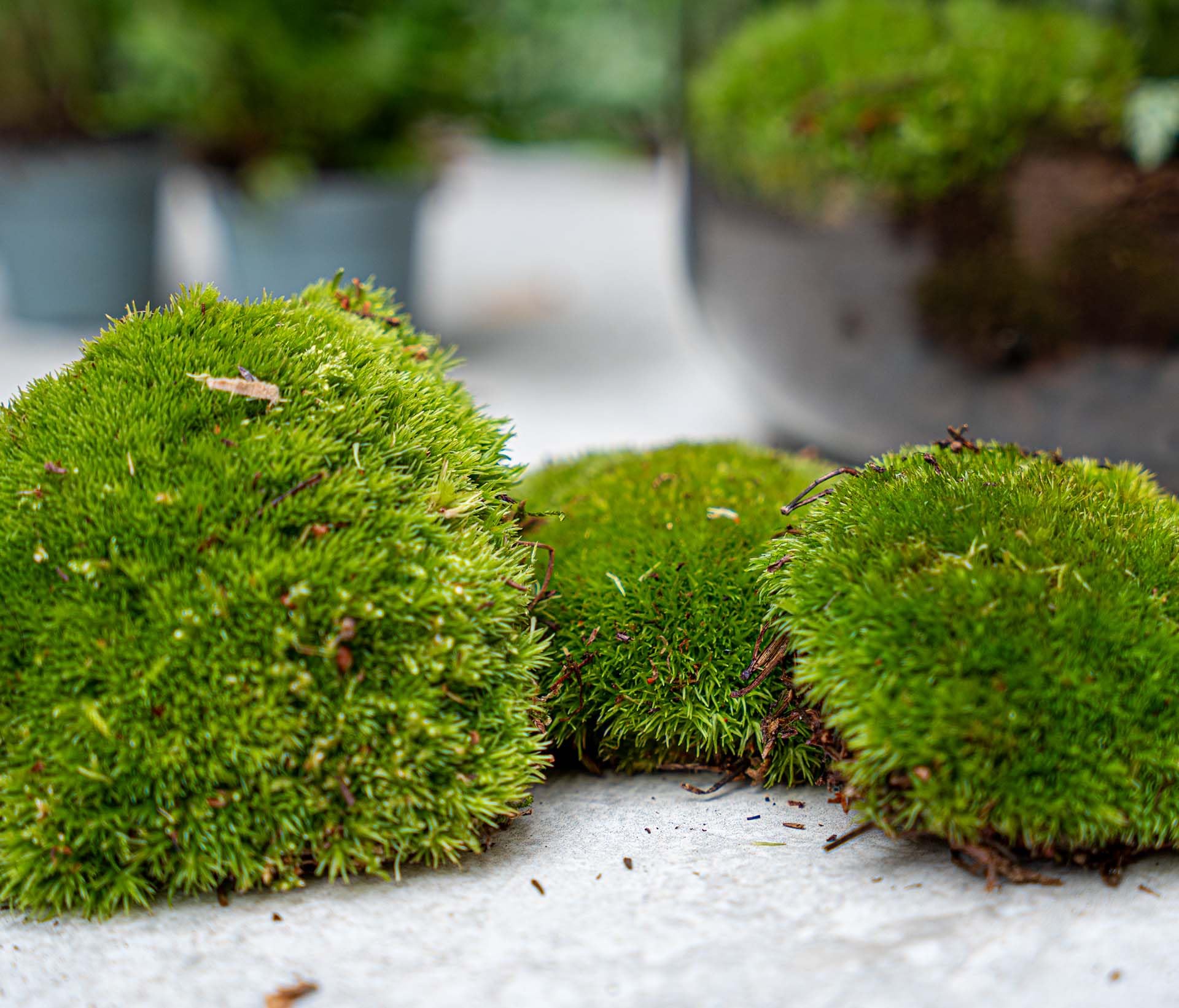 Planten Terrarium Paket – 5 Terrarium Pflanzen, Nachfüll- & Startset für DIY Terrarium, Mini Ökosystem