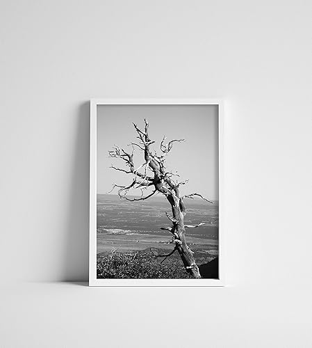 Miniatura 3 de Black  White Burned Juniper Tree in Mesa Verde Colorado 11x14 Original Photography Print Unmounted Unframed - PRINT ONLY