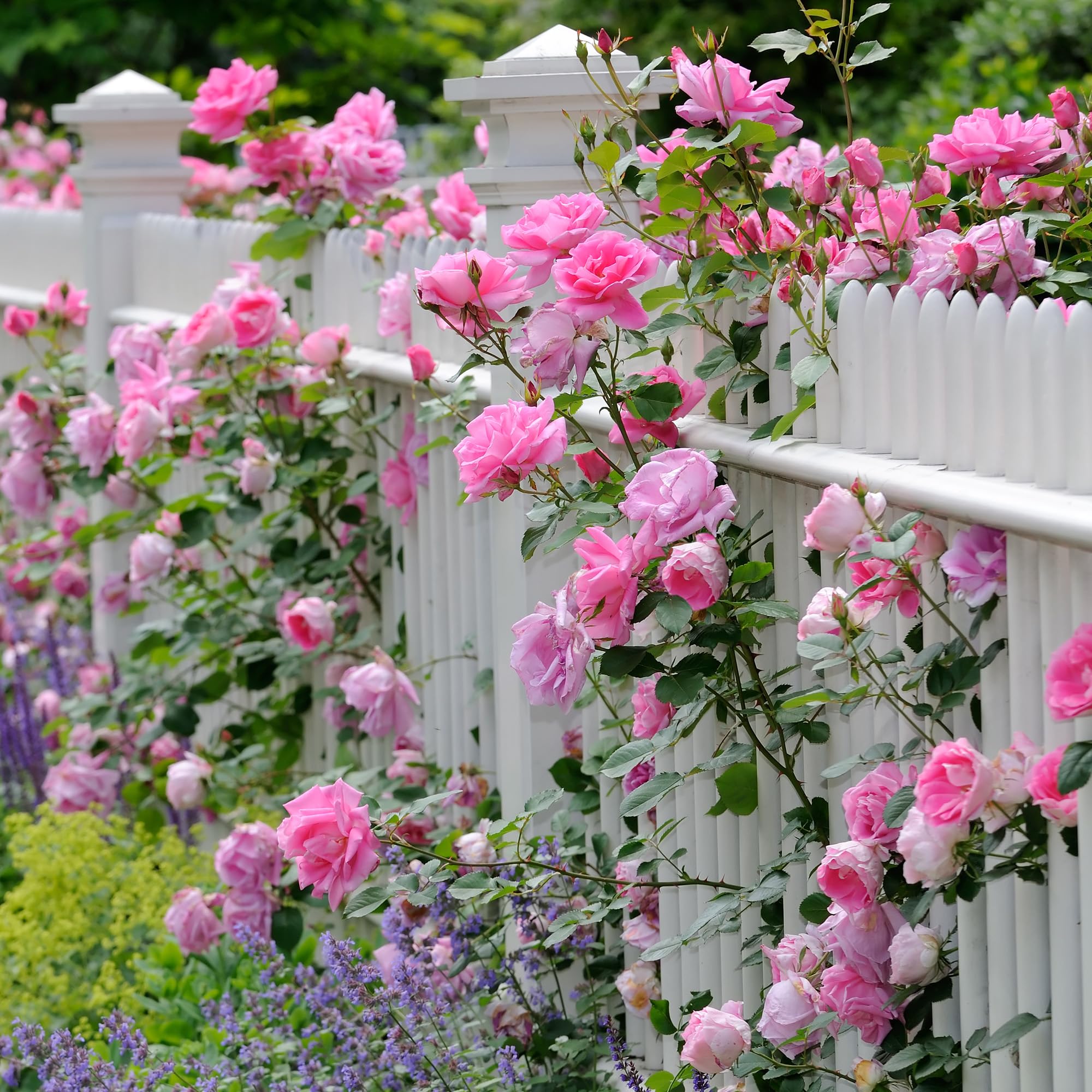 GardenersDream Rosal Trepador rosa – Rosal en Maceta Resistente y de Bajo Mantenimiento – Trepadora con Flores para Paredes, Pérgolas y Vallas