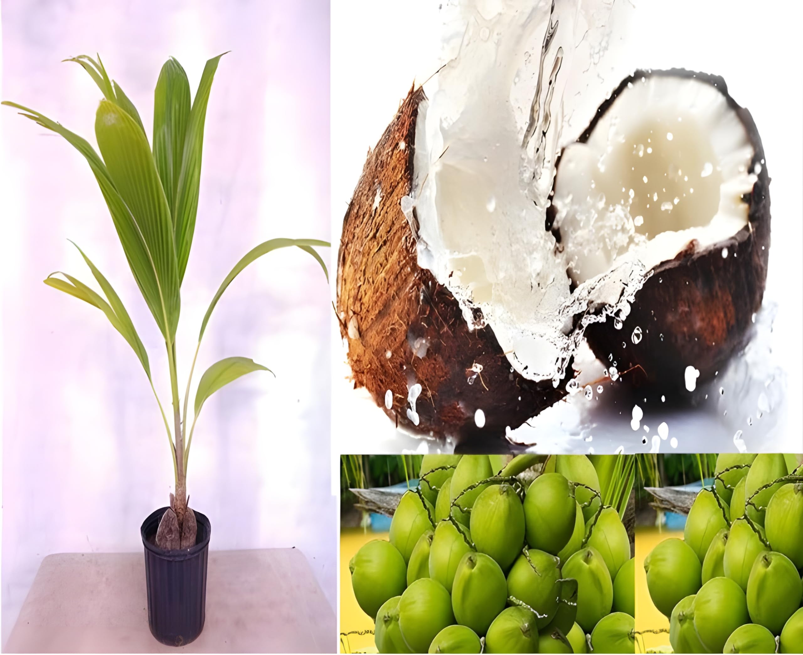 Green view Rare Dwarf Kerala Coconut Tree Hybrid Green T X D Coconut ...