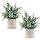Coferset 2 Pack Small Fake Plants Eucalyptus Potted Artificial Plants for Shelf Desk Home Bathroom Farmhouse Room Coffee Tabl