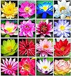30 PCS Bowl Lotus Seeds Bonsai Lotus Seeds for Planting Water Lily Pink Purple Red Flower Aquatic Plants Seed Pond Plants Non GMO Home Garden Flowering