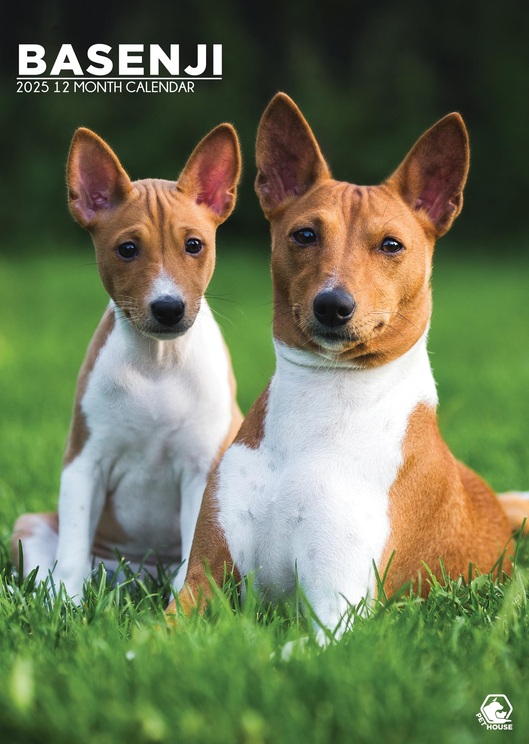 Basenji 2025 - A3 Size Wirobound Calendar