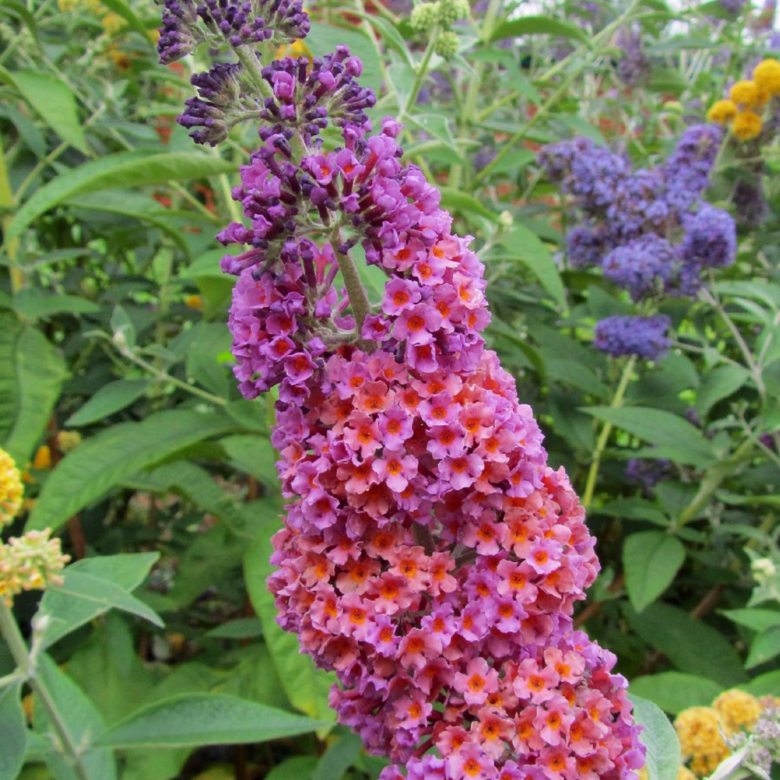 Carbeth Plants Buddleia Flower Power Plant 3 x 2L Pot