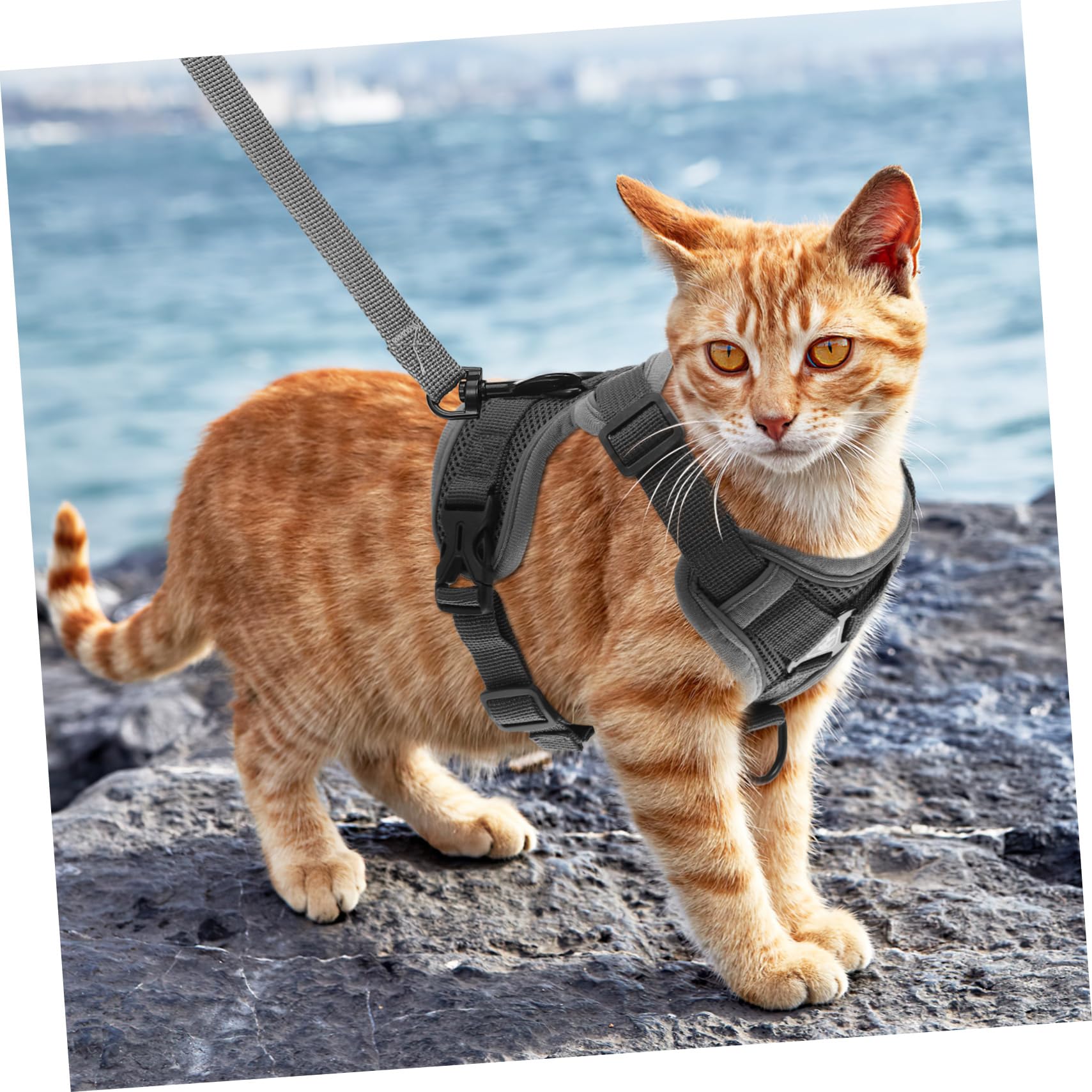 INOOMP 5piezas Arnés De Pecho Reflectante y Transpirable para Perros y Gatos Arnés Correa para Paseos Al Aire